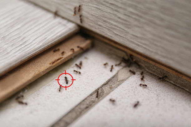 Best Mosquito Control Services  in Collinsville, CT