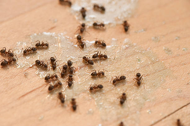 Best Bed Bug Extermination  in Collinsville, CT