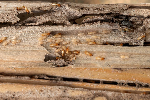 Best Residential Pest Control  in Collinsville, CT