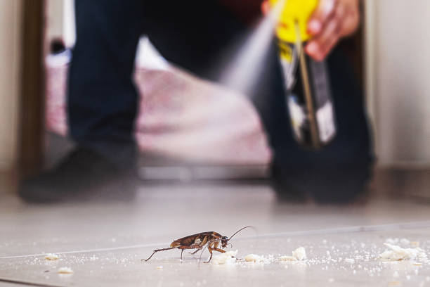 Best Affordable Pest Control Services  in Collinsville, CT